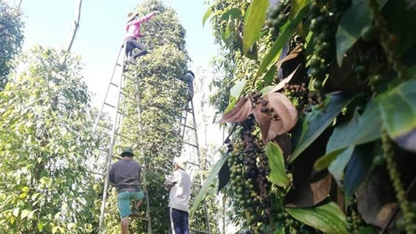 Vietnam at risk of losing pepper export markets due to high freight costs hinh anh 1