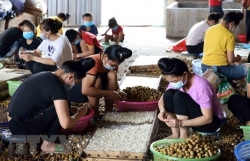 Policy dialogue promotes ASEAN women"s role in agriculture​