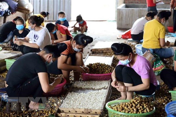 Policy dialogue promotes ASEAN women's role in agriculture​ hinh anh 1