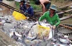 Over 20 Vietnamese basa fish exporters withdraw from EU market