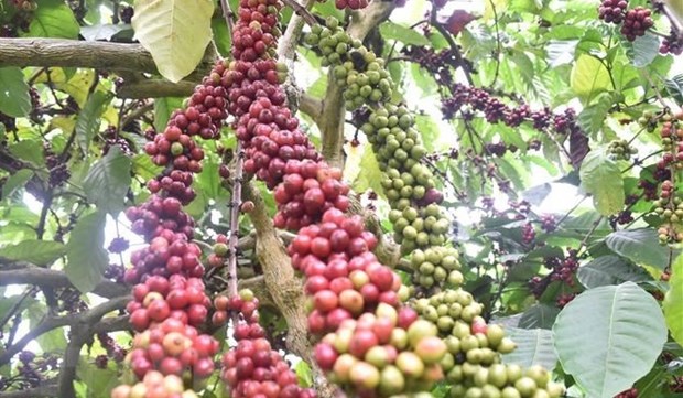 Vietnam to replant 107,000ha of coffee by 2025 hinh anh 1