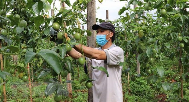 Việt Nam pilots export of passion fruits to China