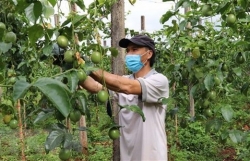 Việt Nam pilots export of passion fruits to China