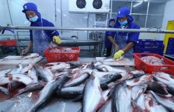 Tra fish exports expected to beat target