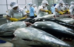 Local tuna exports surge during first half