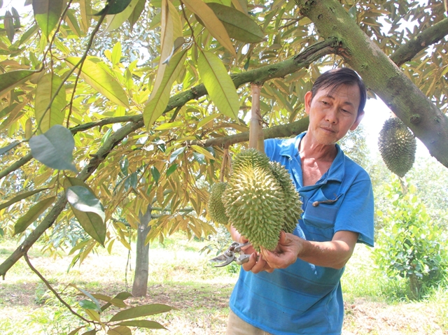 Vietnamese durian enters China via official channels