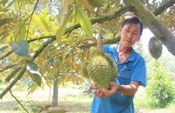 Vietnamese durian enters China via official channels