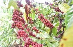 Vietnam eyes to expand coffee exports to Africa