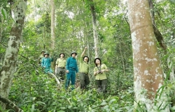 Forestry production value targeted to grow 5.5% annually in next five years