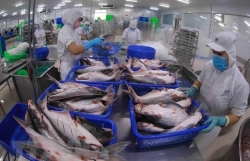 Tra fish exporters earn big thanks to high price rise