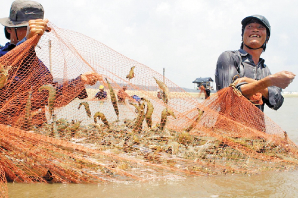 insurance for shrimps and fish farmers put insurance companies into a dilemma