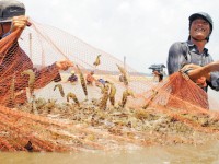Insurance for shrimps and fish: Farmers put insurance companies into a dilemma