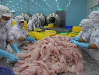 Vietnam plans to up tilapia production by 160%