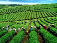 Pesticide use unjustly blights tea industry image