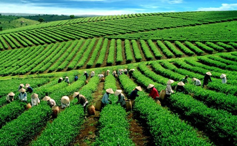 pesticide use unjustly blights tea industry image