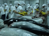Tuna exports continue to rise