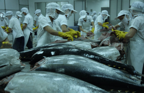 tuna exports continue to rise