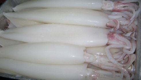 cuttlefish squid octopus exports on the rise