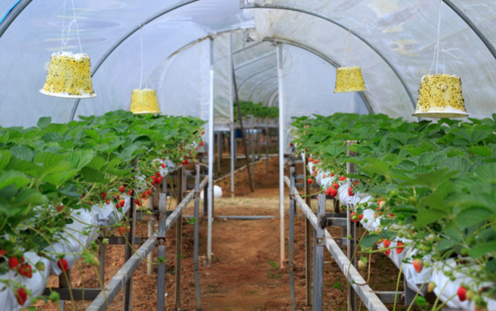 branding boosts da lat organic strawberries to the forefront