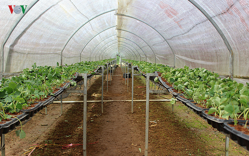 branding boosts da lat organic strawberries to the forefront