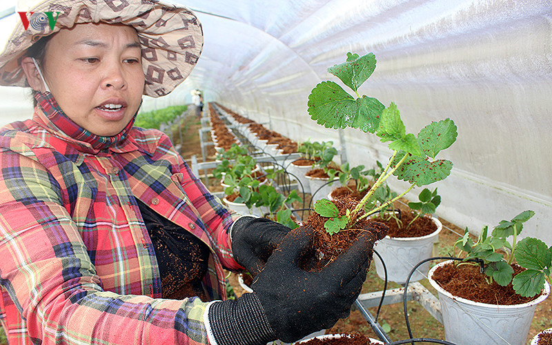 branding boosts da lat organic strawberries to the forefront