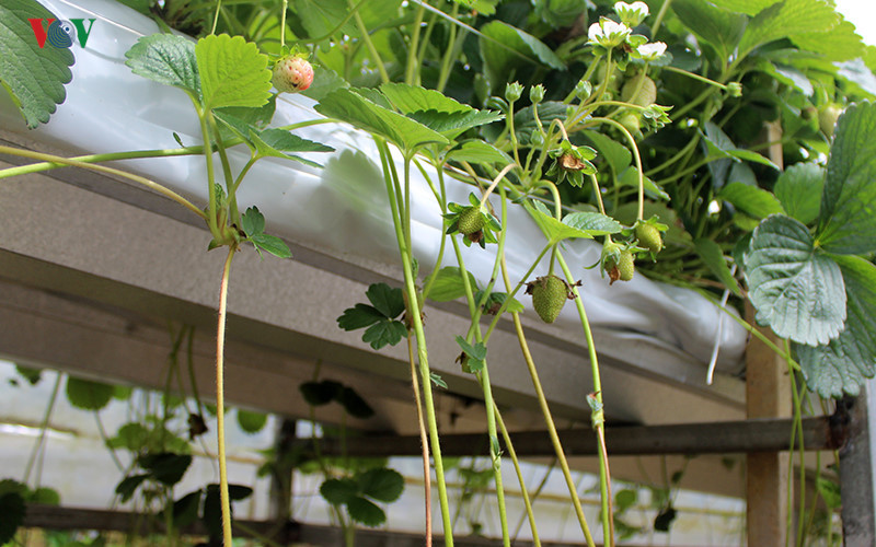 branding boosts da lat organic strawberries to the forefront