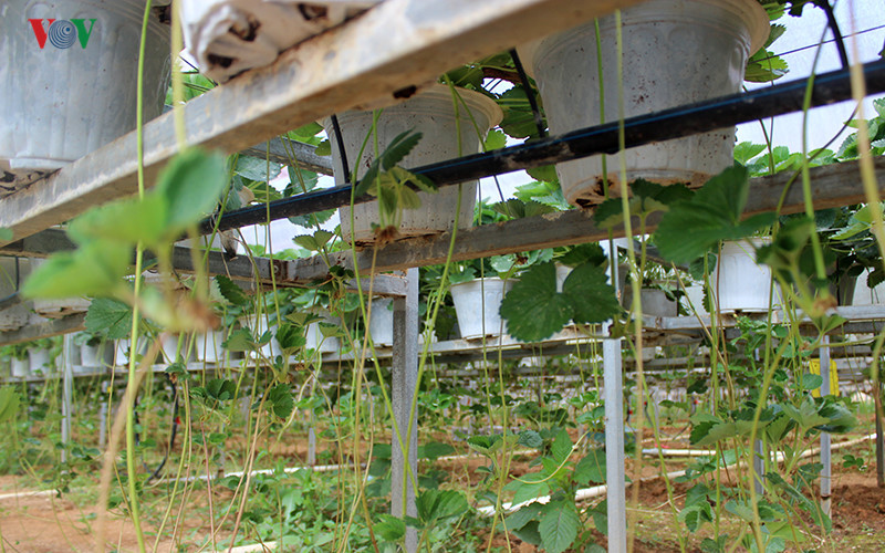 branding boosts da lat organic strawberries to the forefront