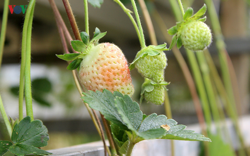 branding boosts da lat organic strawberries to the forefront