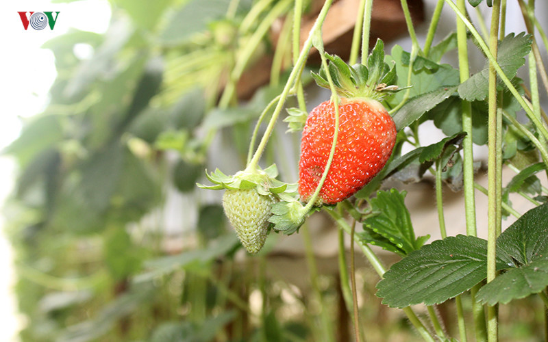 branding boosts da lat organic strawberries to the forefront