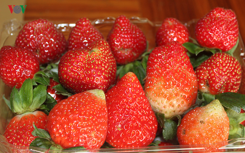 branding boosts da lat organic strawberries to the forefront