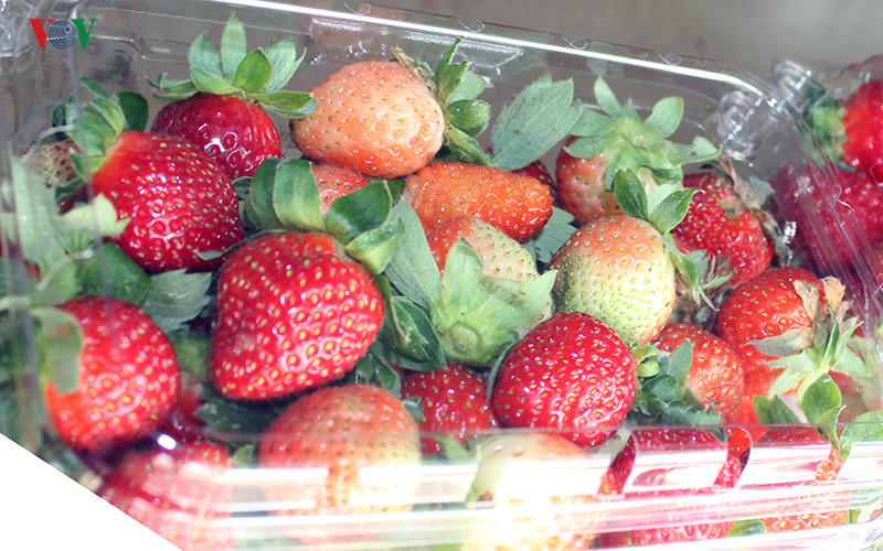 branding boosts da lat organic strawberries to the forefront