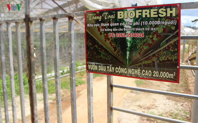 branding boosts da lat organic strawberries to the forefront