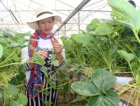 Branding boosts Da Lat organic strawberries to the forefront