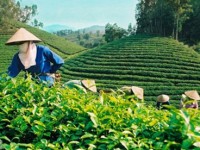 Vietnamese tea finds flavour of growth in new world tastes