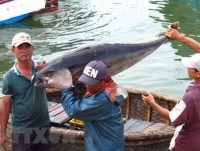 Tuna exports likely to hit US$500 million in 2018