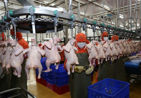 farmed chicken price falls as problems come home to roost