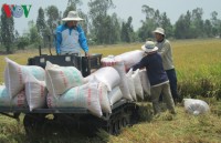 Vietnam"s rice prices suffer fall due to sharp decline in demand from China