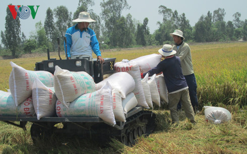 vietnams rice prices suffer fall due to sharp decline in demand from china