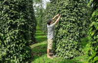 Pepper sector urged to renew growth model