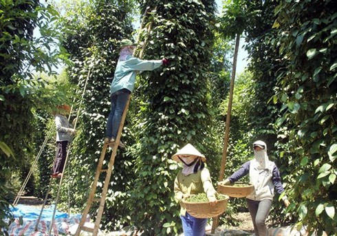 exports of pepper to india at risk