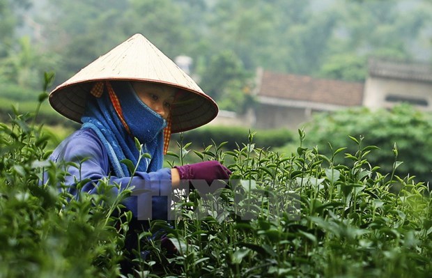 Thai Nguyen tea strives to access global market hinh anh 1
