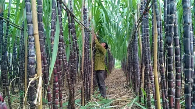 Trade remedies imposed on sugar imports from five ASEAN countries