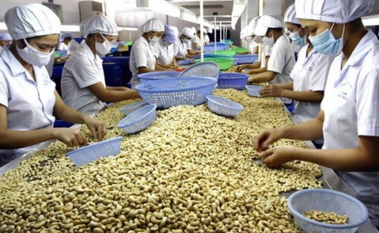 Cashew industry urged to focus on markets with FTAs hinh anh 1