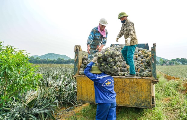 Agricultural sector seeking ways to boost exports hinh anh 1