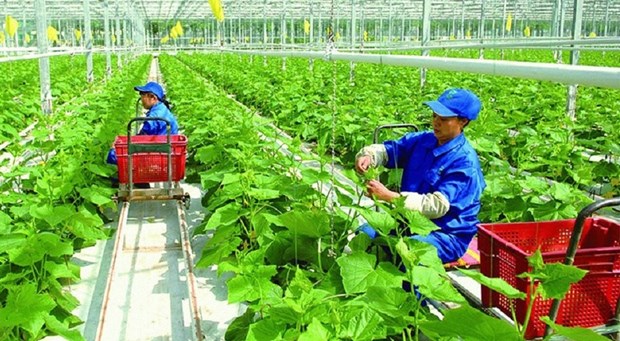 Addressing agricultural emissions key to green production in Vietnam hinh anh 1