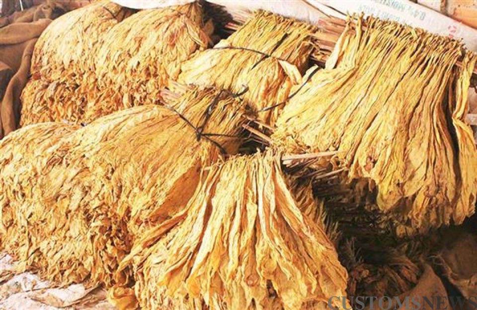 more than 37 tonnes of suspected smuggled tobacco discovered in lao cai