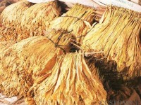 More than 37 tonnes of suspected smuggled tobacco discovered in Lao Cai