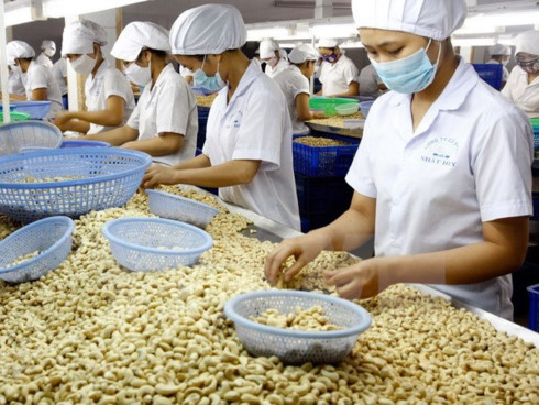 cashew exports in eight months fetch us 22 billion