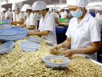 Cashew exports in eight months fetch US$2.2 billion