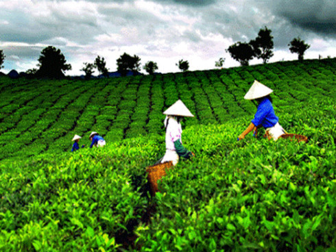 solving trouble brewing in the vietnam tea industry